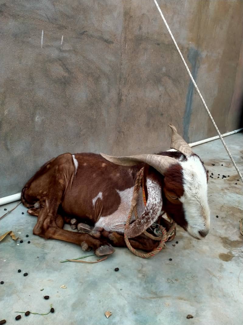 2 dant khassi bakra 3