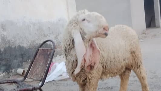 chatra for sale qurbani 2026