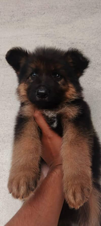 German Shepherd