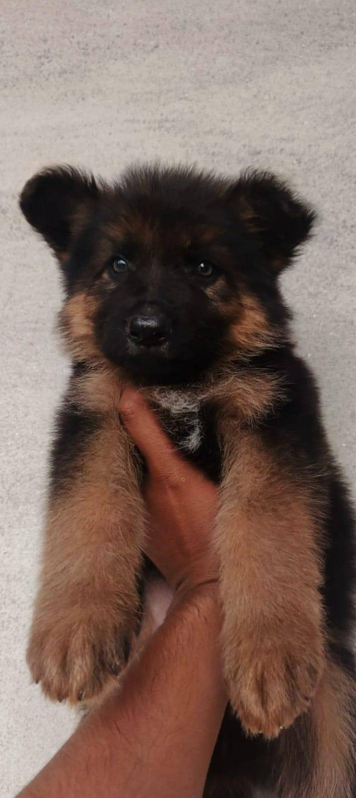 German Shepherd 0