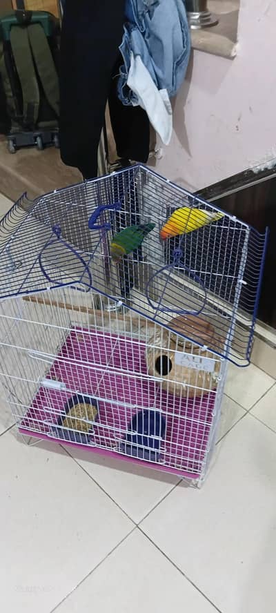 love birds