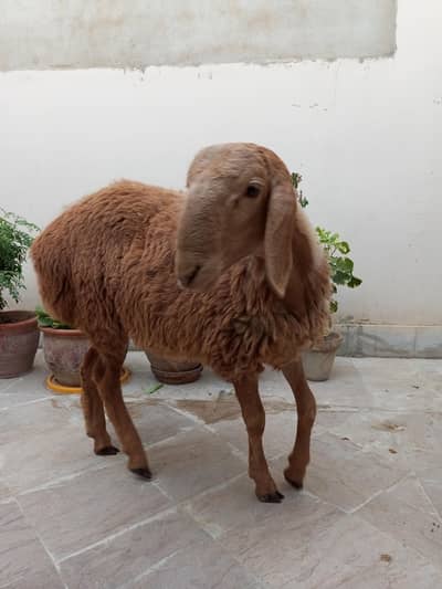 **“Premium Healthy Goat for Sale”**