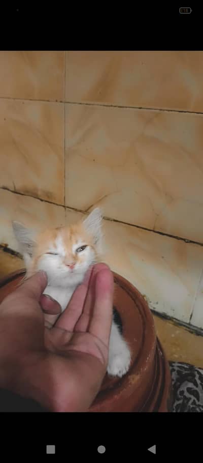 Urgent Cute Fluffy Kitten