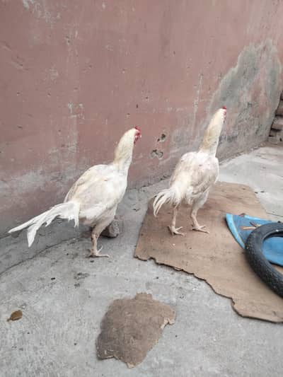 white aseel murgy chuzy with white hen