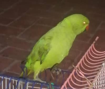 Green Parrot
