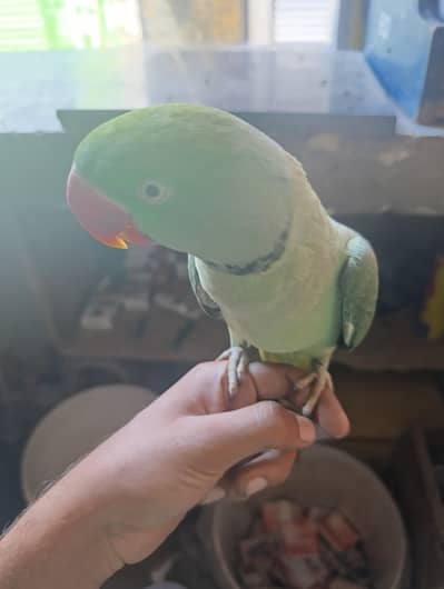 mere hand tame raw male ha