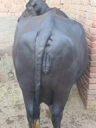 Buffalo for sel