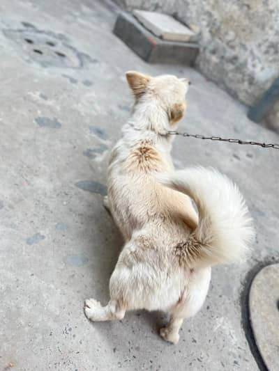 Lovely Russian dog