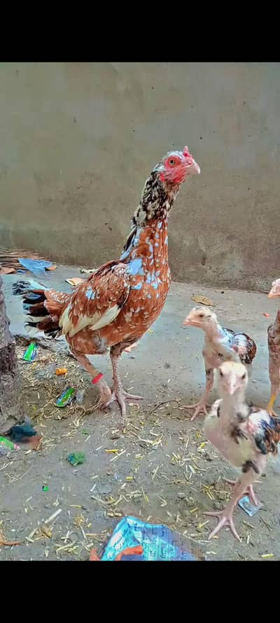 aseel chicks for sale