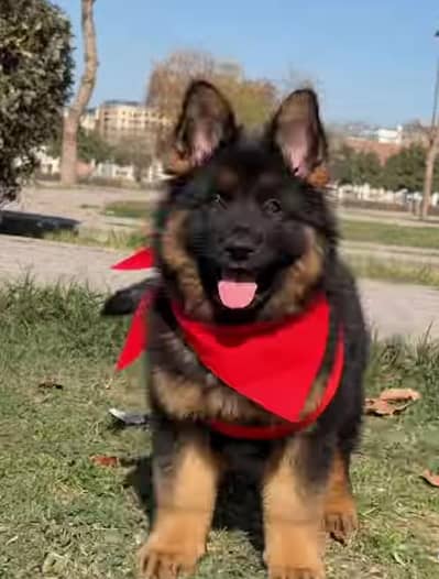 German Shepherd Puppy Male, Female Top Quality Long Coat