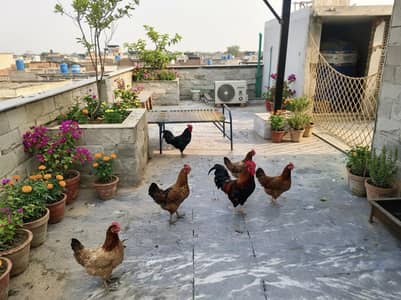 5 Desi hens females  & 1 desi cook male available