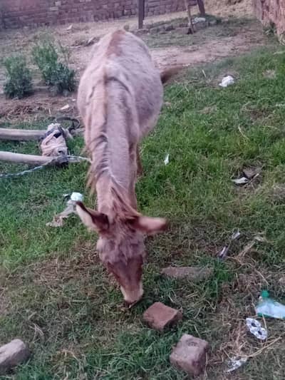 Gadha & Rehri Animals