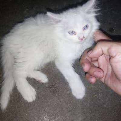 for sale