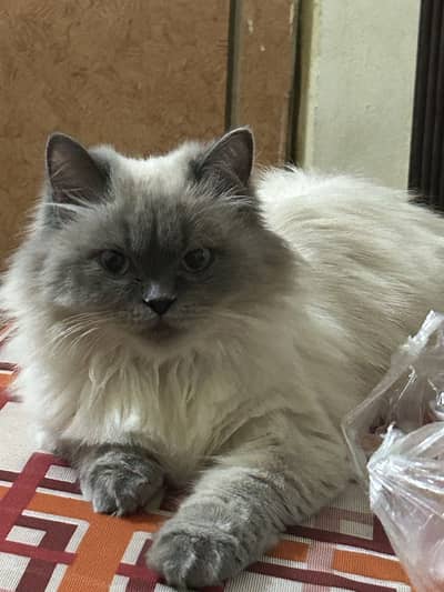 Pure persian triple coated