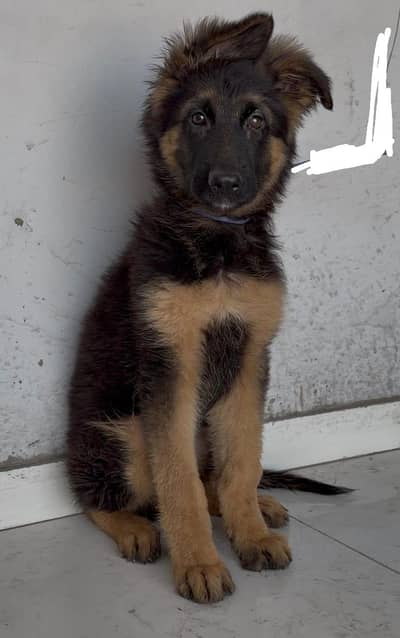 pedigree gsd male puppy up for rehoming