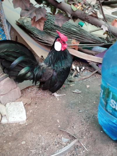 All Balack Rose comb chiks