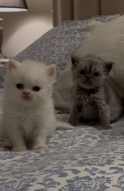 Kittens for sale
