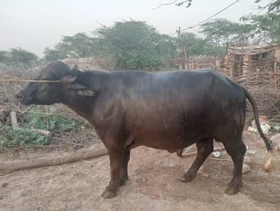 The Majestic Buffalo 