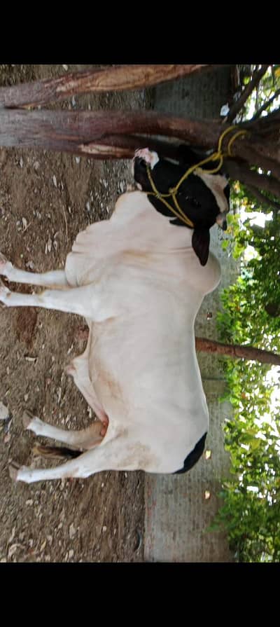 2 dant white gulabi cross