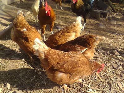 Loman brownn Egg laying females