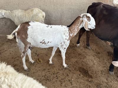 Beautiful Goat
