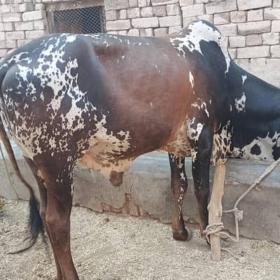 bulls for baqra eid