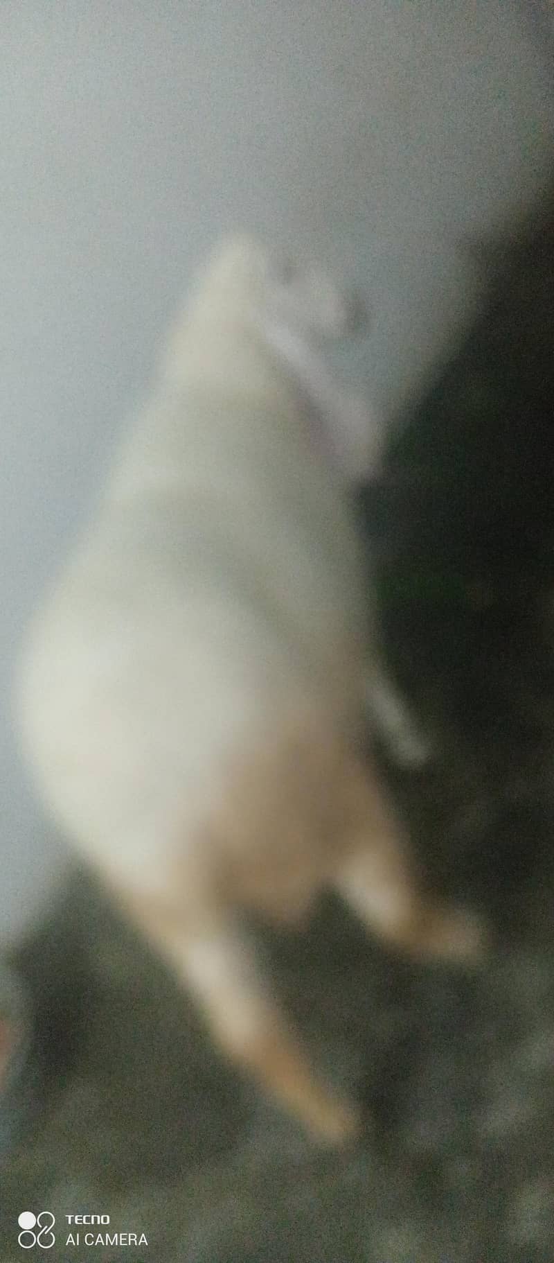 hsgfsj 6