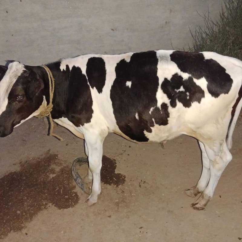 cows  1