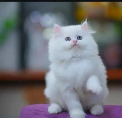 Persian cat for sale my WhatsApp number  03703659905