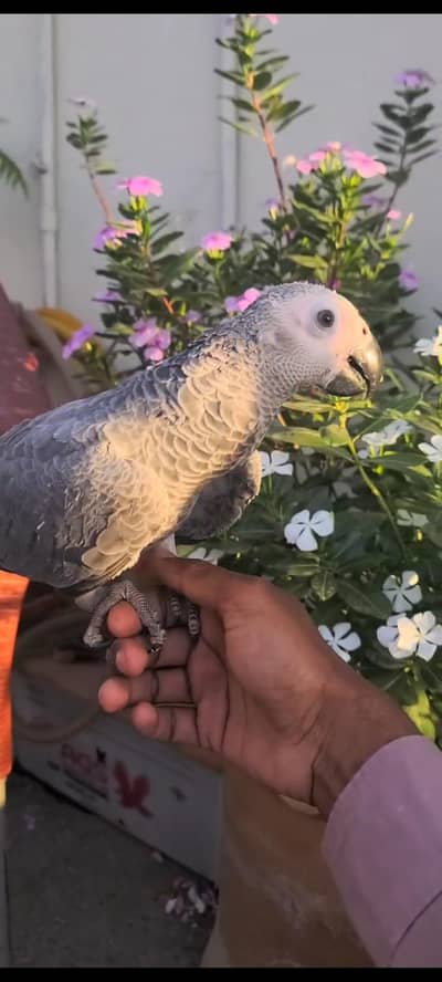 African Grey Hand Tame Female
