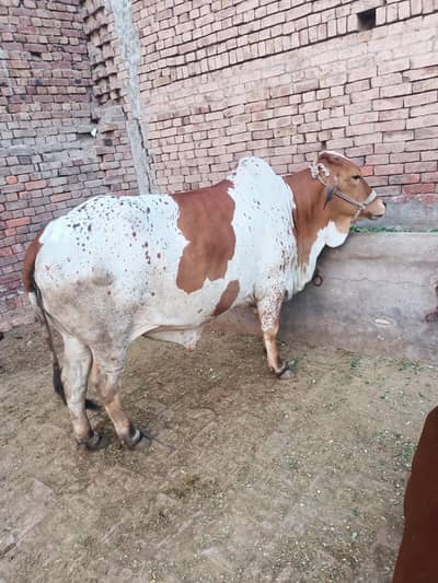 desi breed