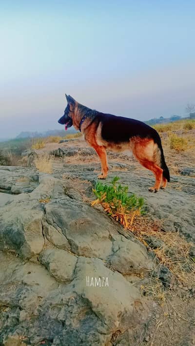 German shepherd