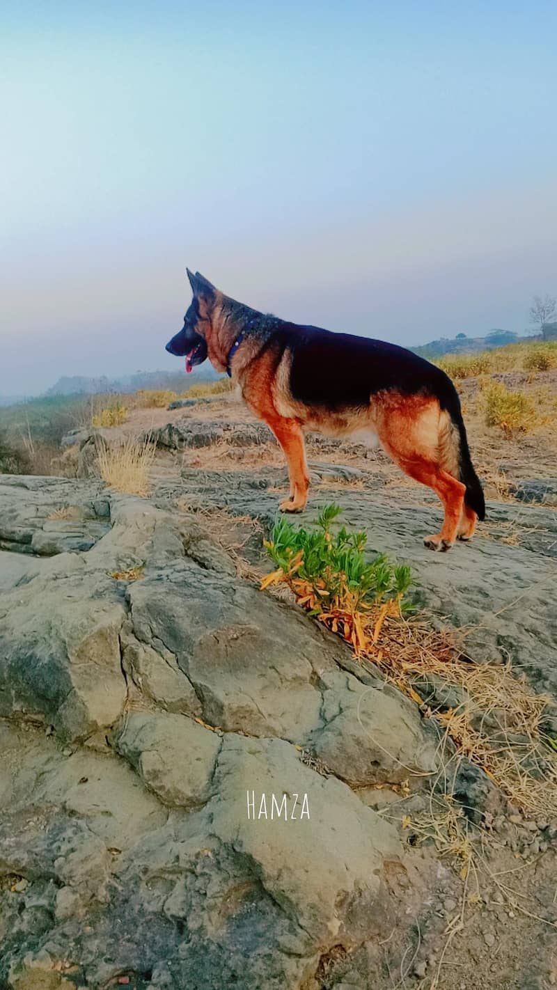 German shepherd 0