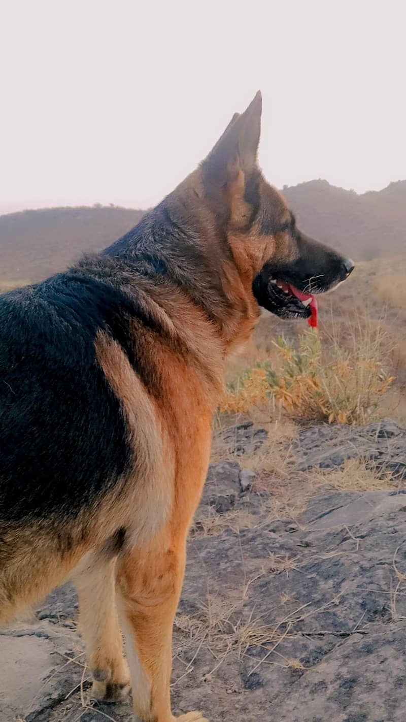 German shepherd 1