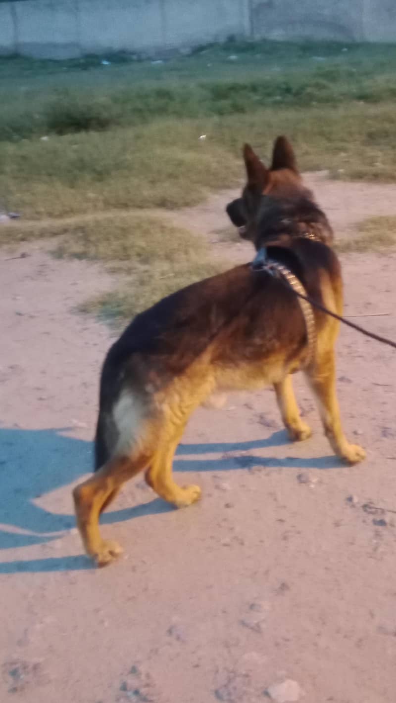 German shepherd 2