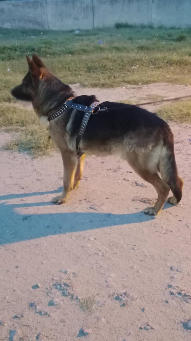 German shepherd 3