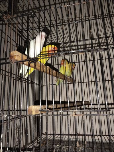 4 piece bredr pair for sale and axchng other birds
