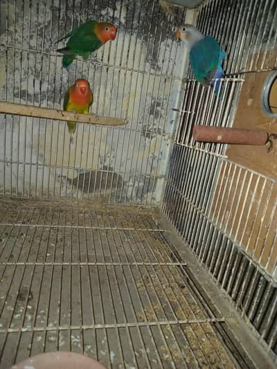 love bird