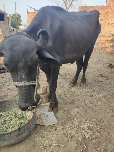 Qurbani ka lia bhans