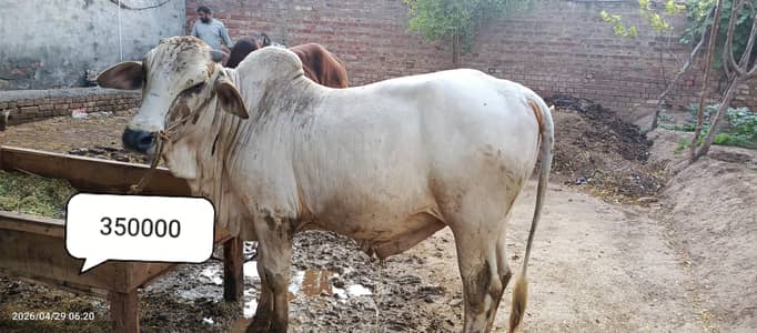 Qurbani k janwar / bachra for sale / cows / bulls
