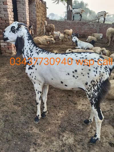 bakra qurbani MashAllah beautiful & chatray available