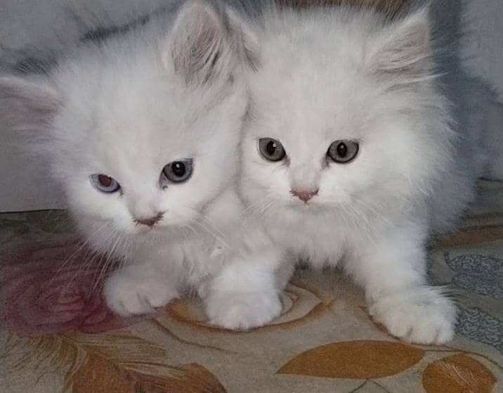kittens 0