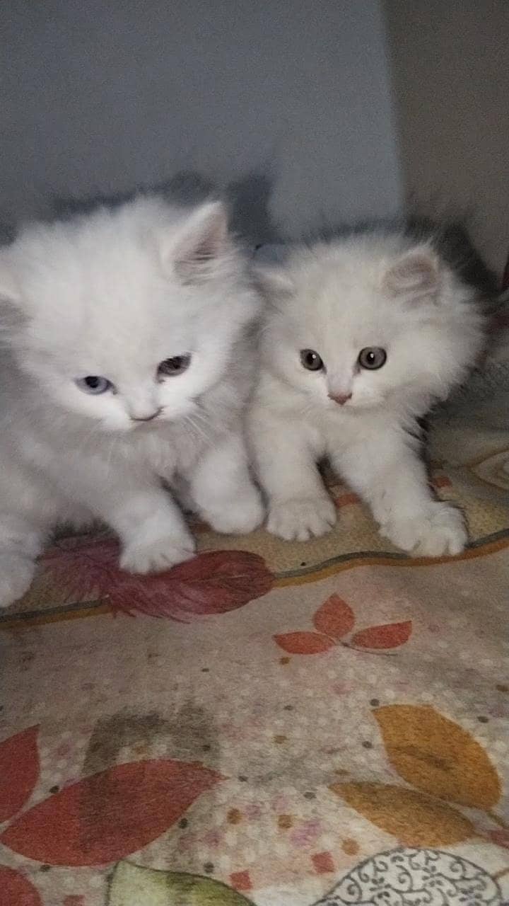 kittens 1