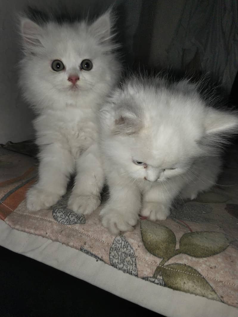 kittens 2