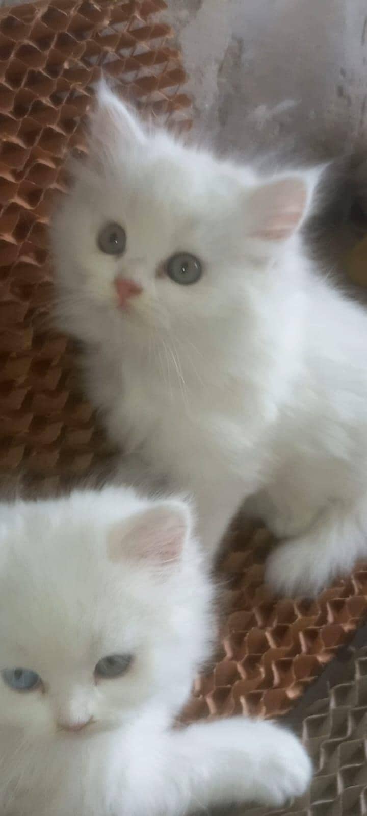 kittens 3
