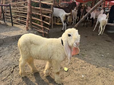 Pure kajla sheep