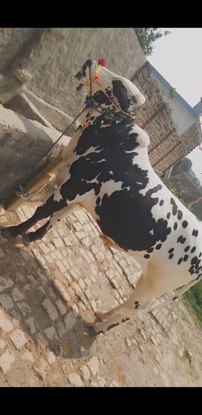 2 dant bull for sale