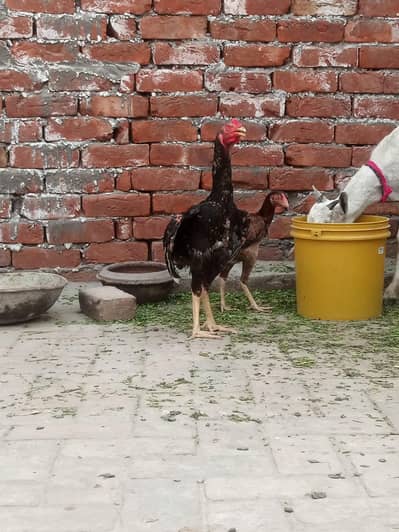 aseel hens for sale