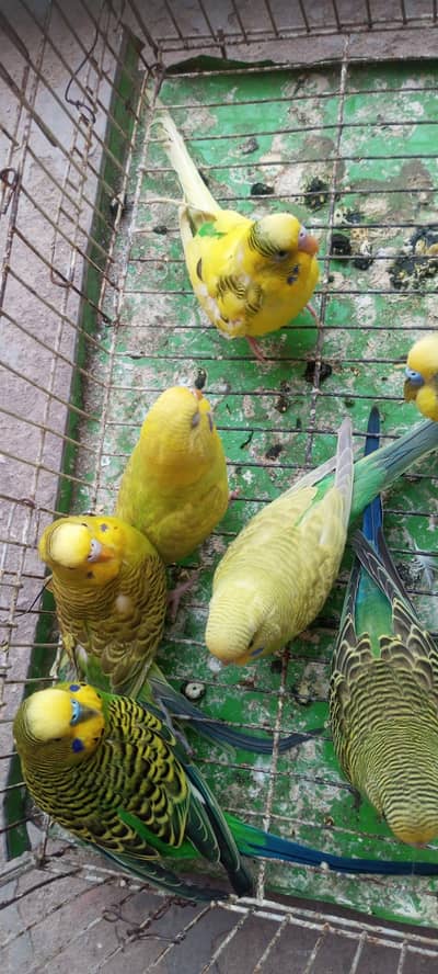Budgie parrot male