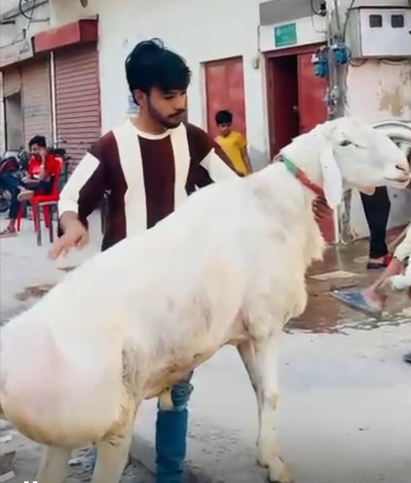 گھر کا پلا ہوا دنبہ تین من گوشت 0